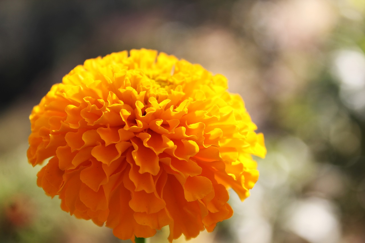 marigold flower gold free photo