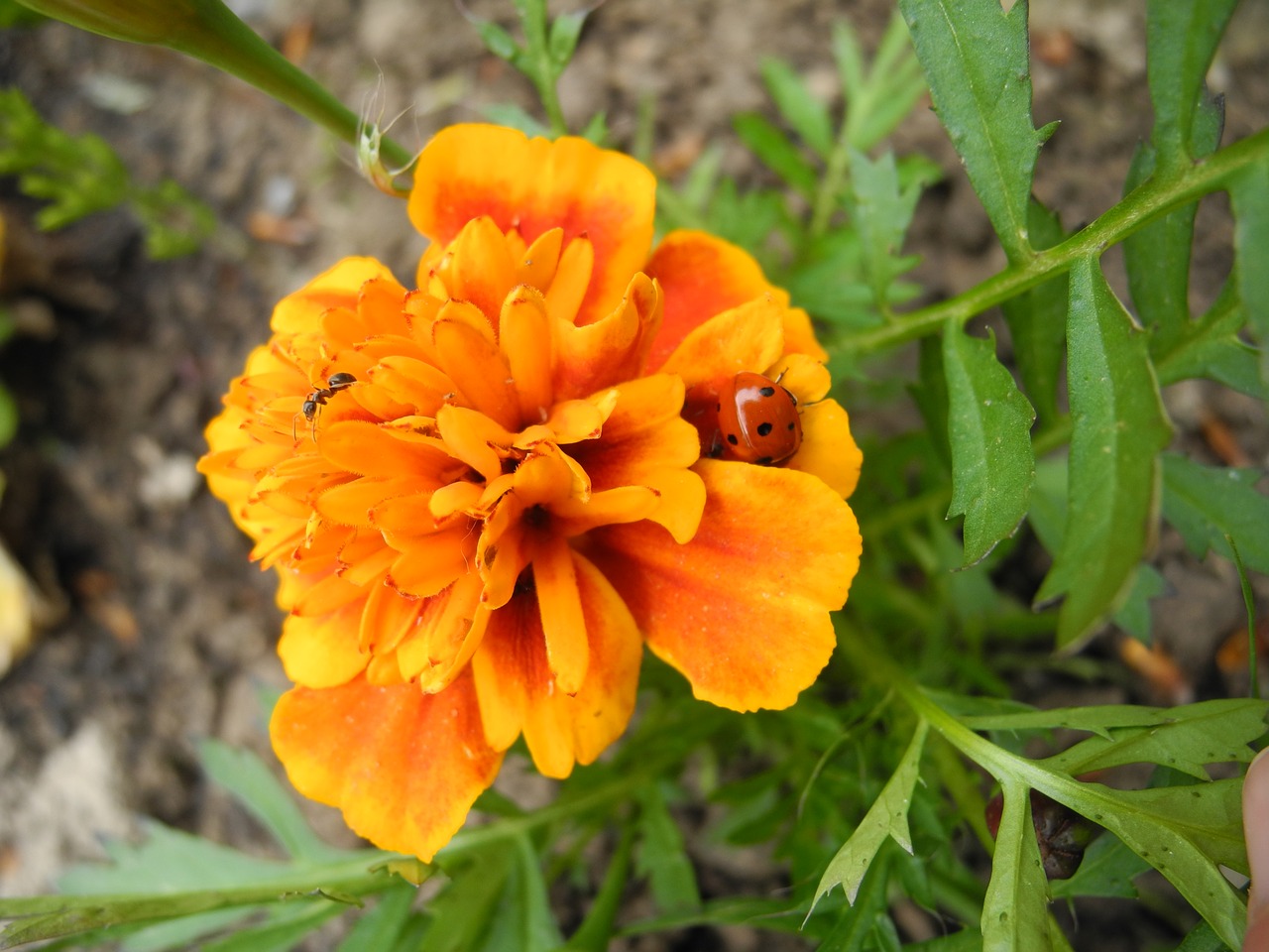 marigold flower summer free photo