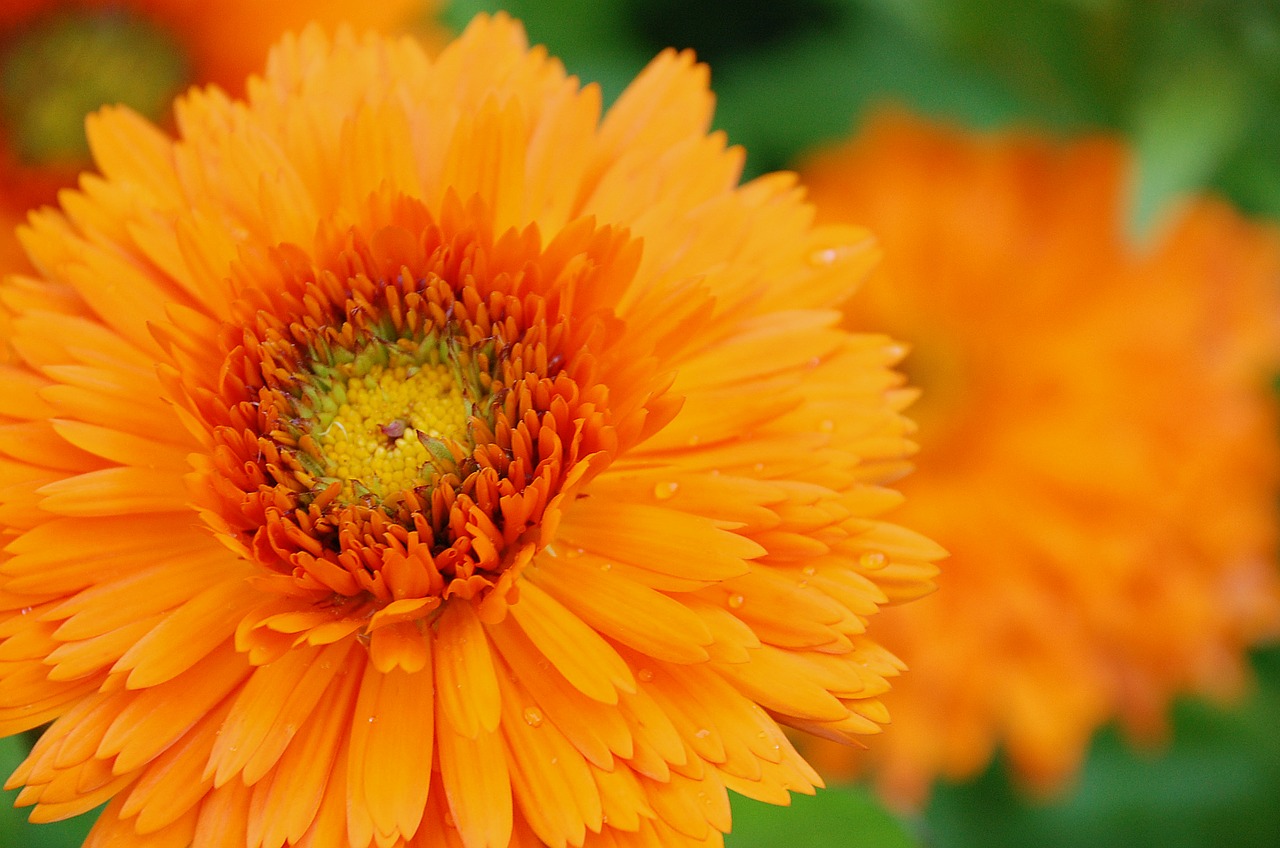 marigold orange blossom free photo