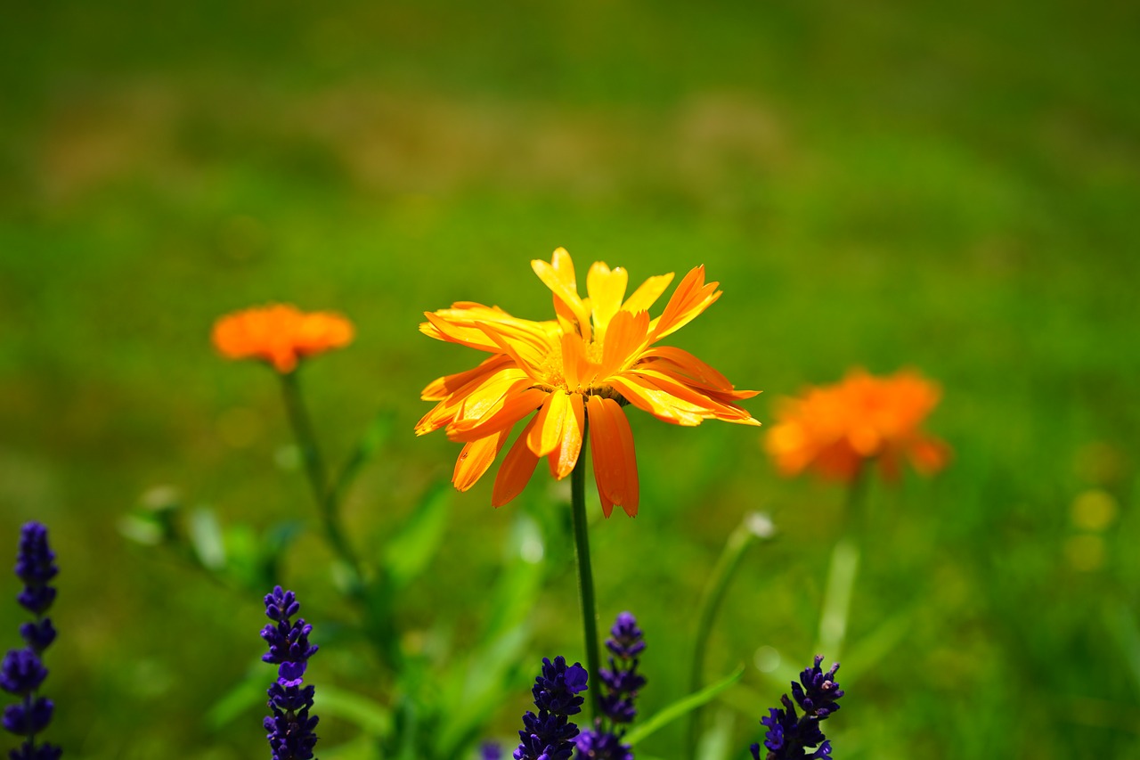 marigold flower blossom free photo