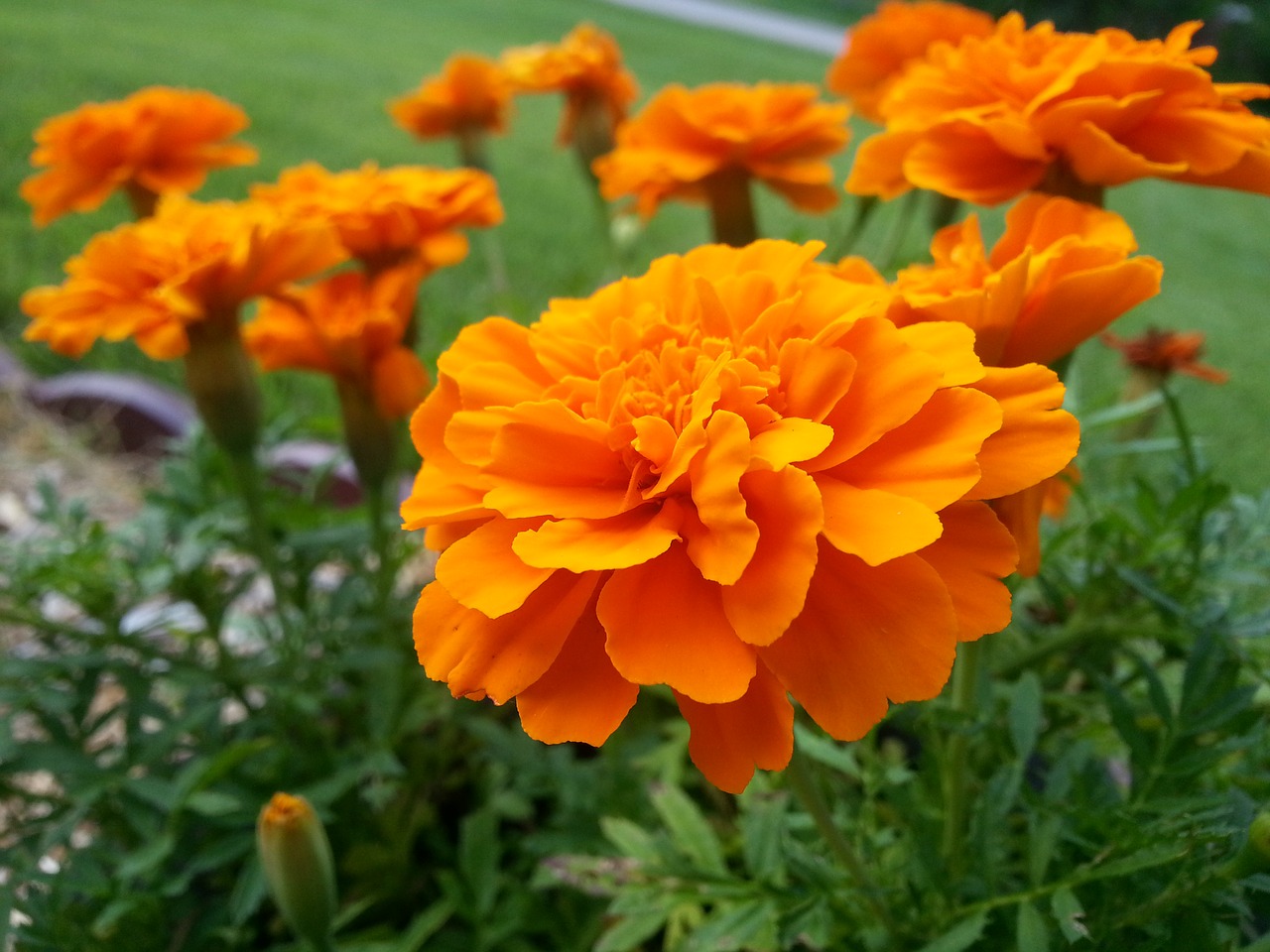 marigold flower orange free photo