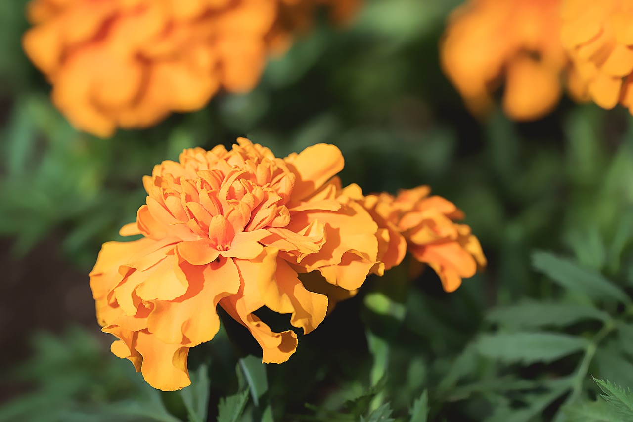 marigold orange orange tagetes free photo