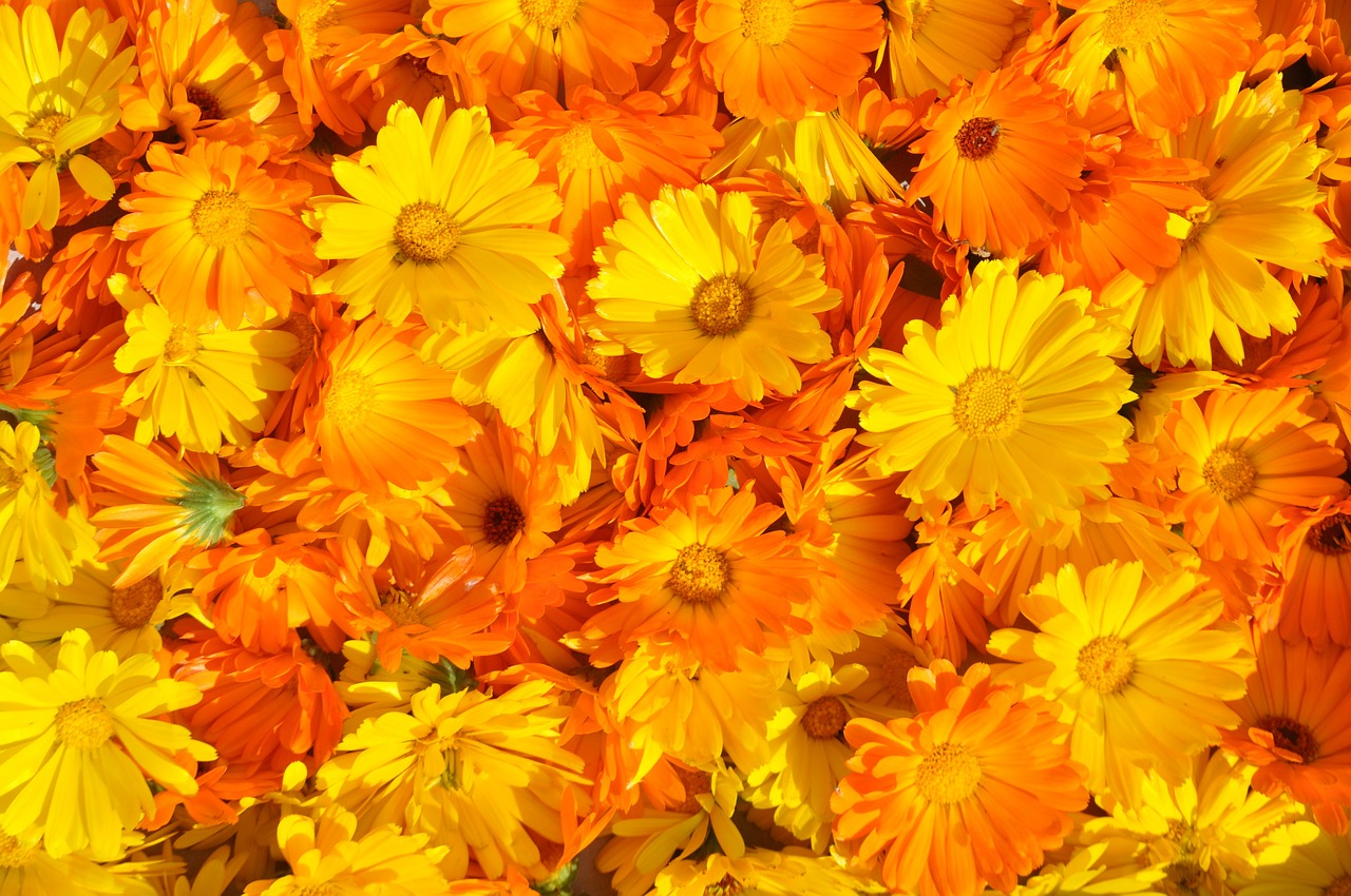 marigold calendula officinalis summer flower free photo