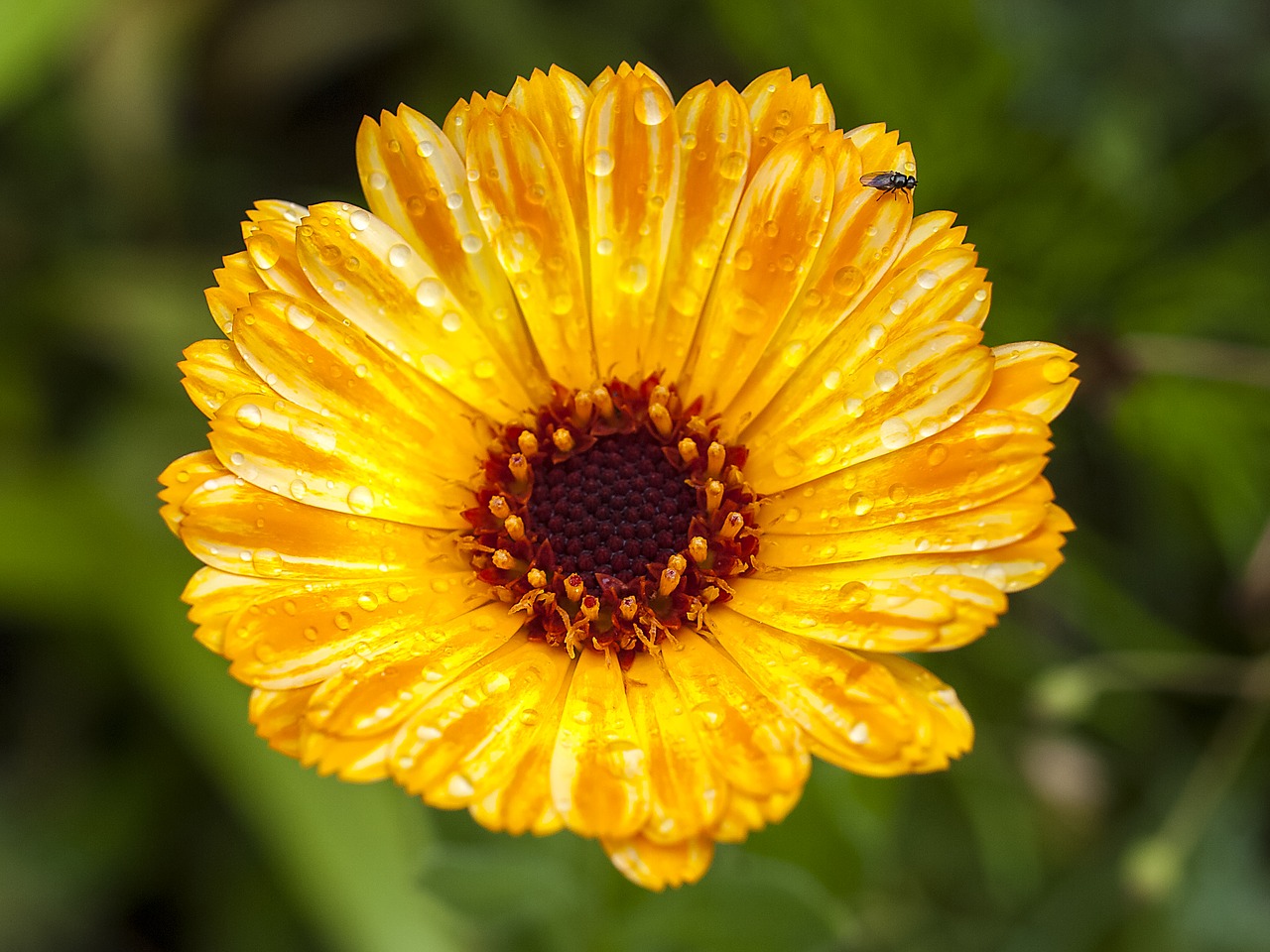 marigold flower blossom free photo