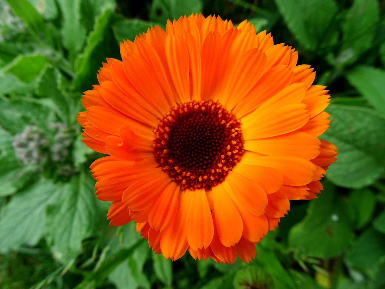 marigold orange flower gardening free photo
