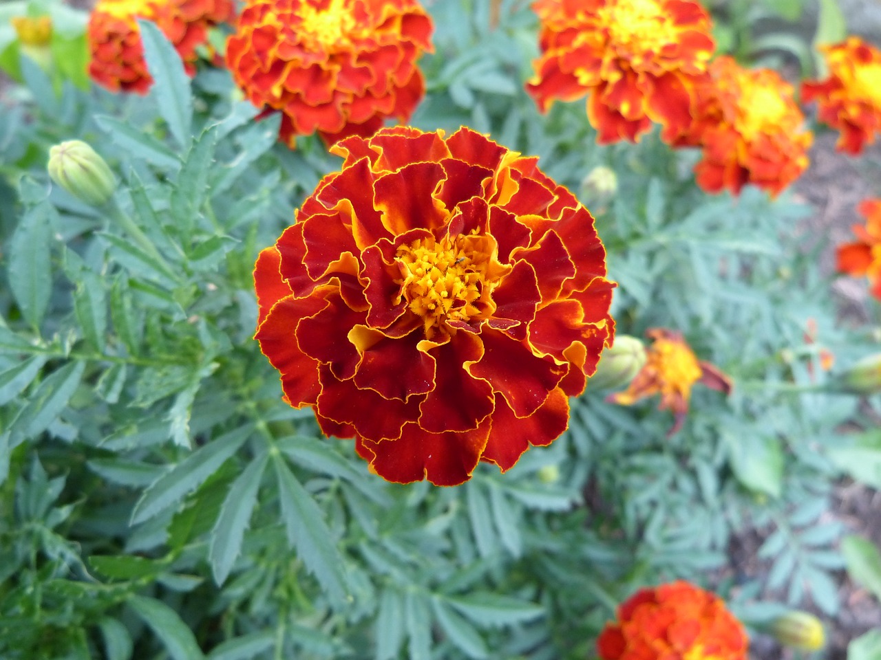 marigold summer flower orange flowers free photo