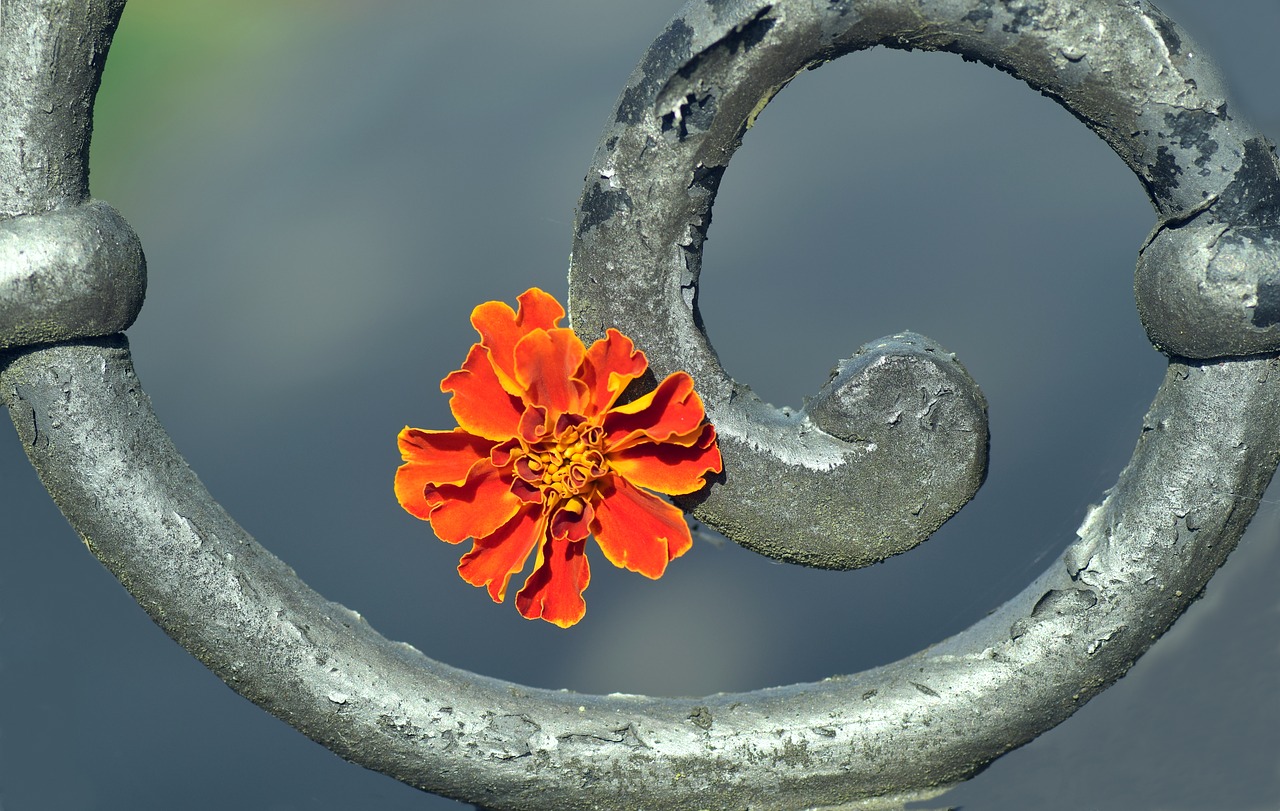 marigold blossom bloom free photo