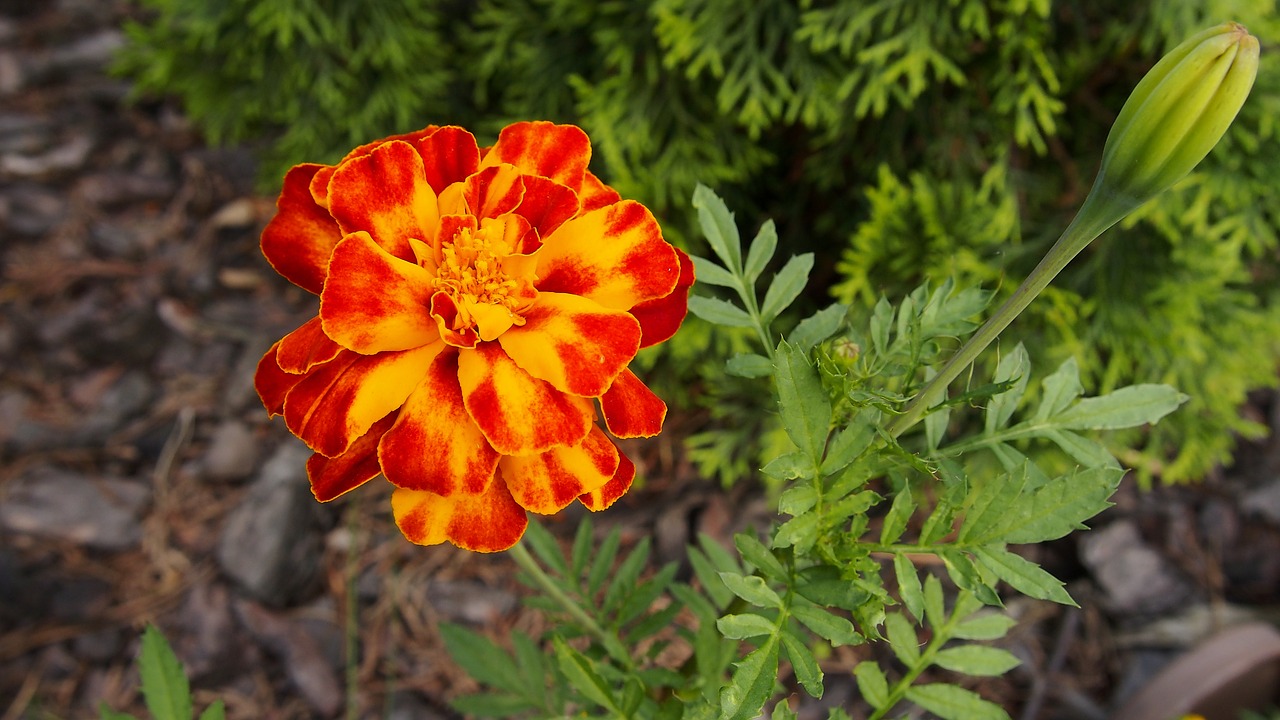 marigold flower flowers free photo