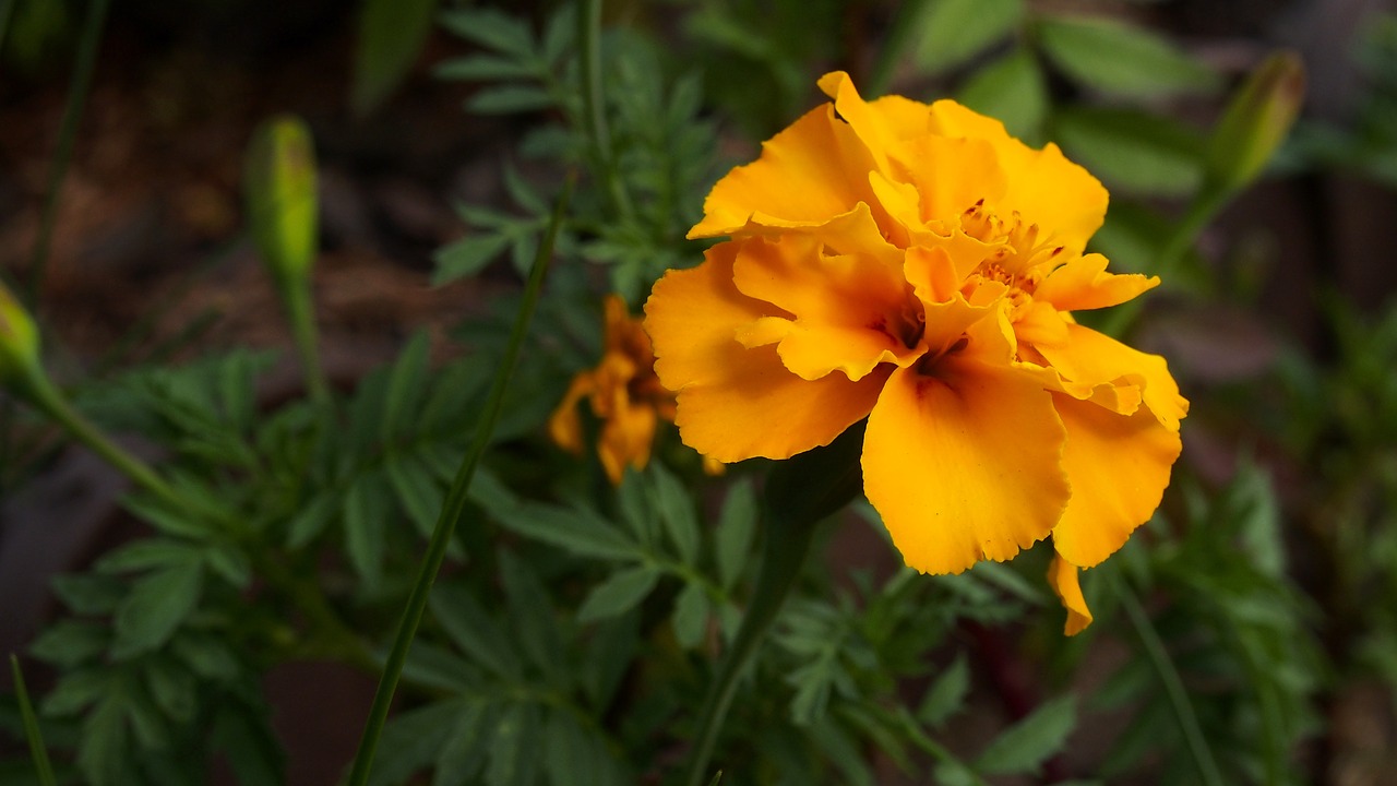 marigold flower nature free photo