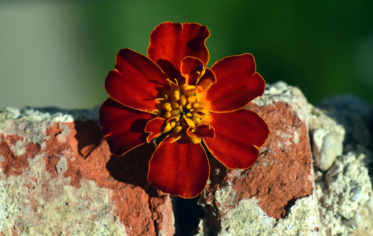 marigold blossom bloom free photo