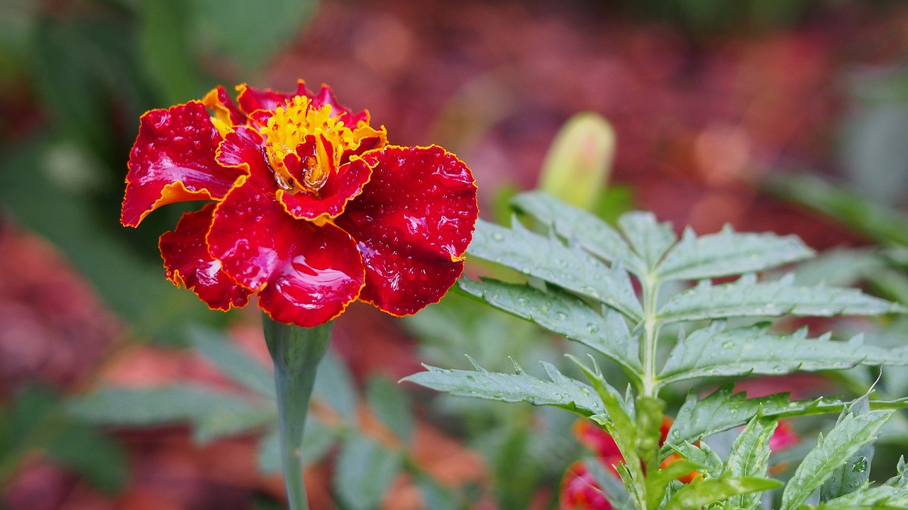 marigold flower blooms free photo