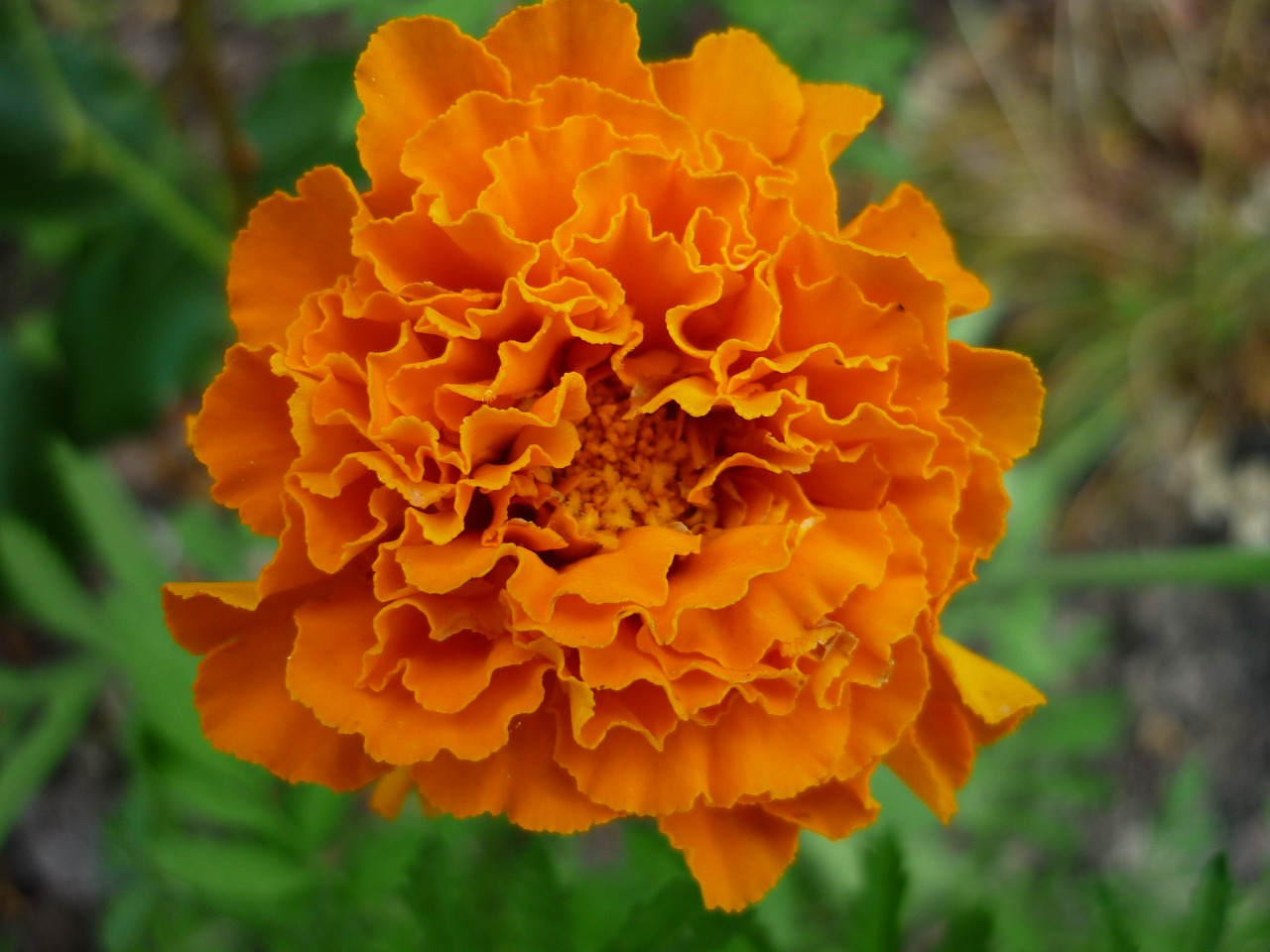 marigold nature blossom free photo