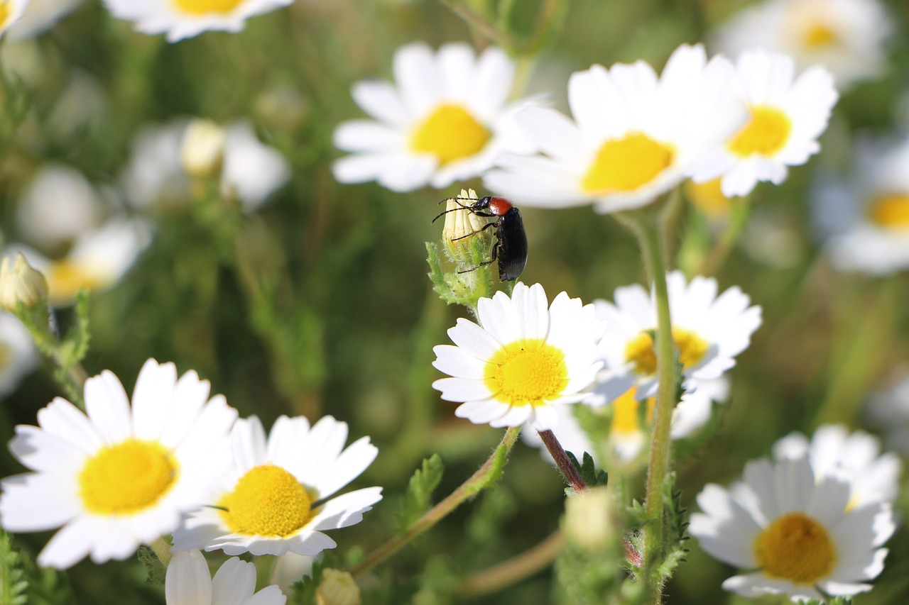 marigold insects nature free photo