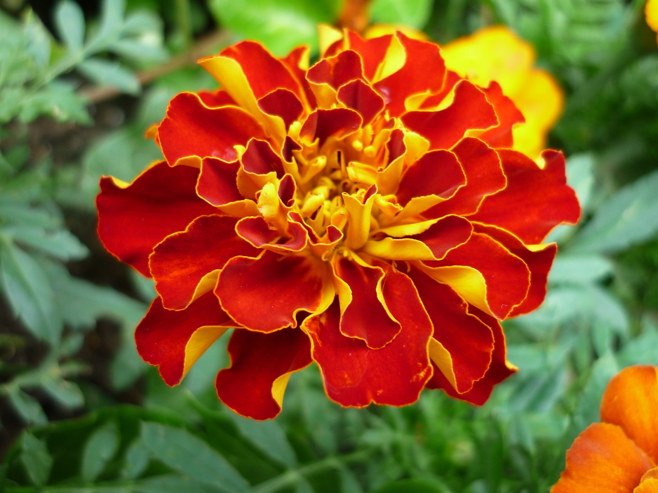 marigold nature magnificent free photo