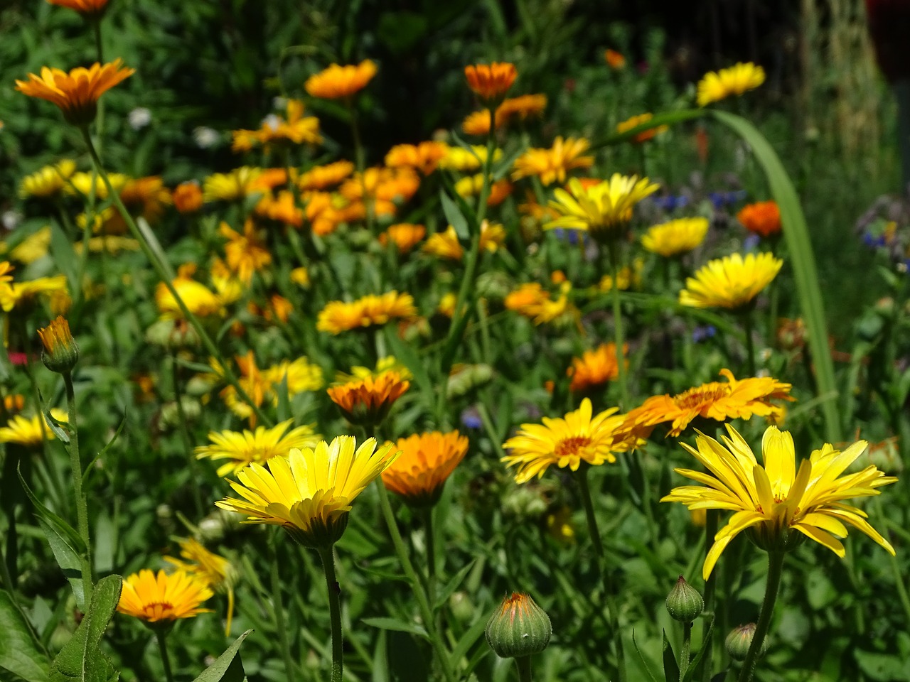 marigold calendula gardening free photo