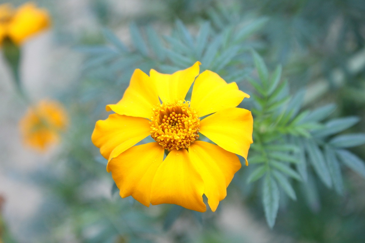 marigold yellow flower free photo