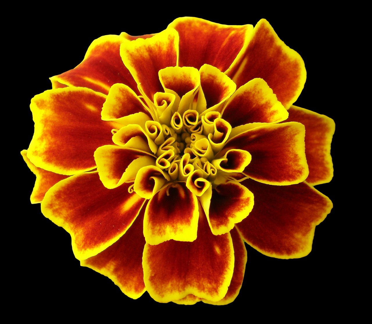 marigold flower nature free photo