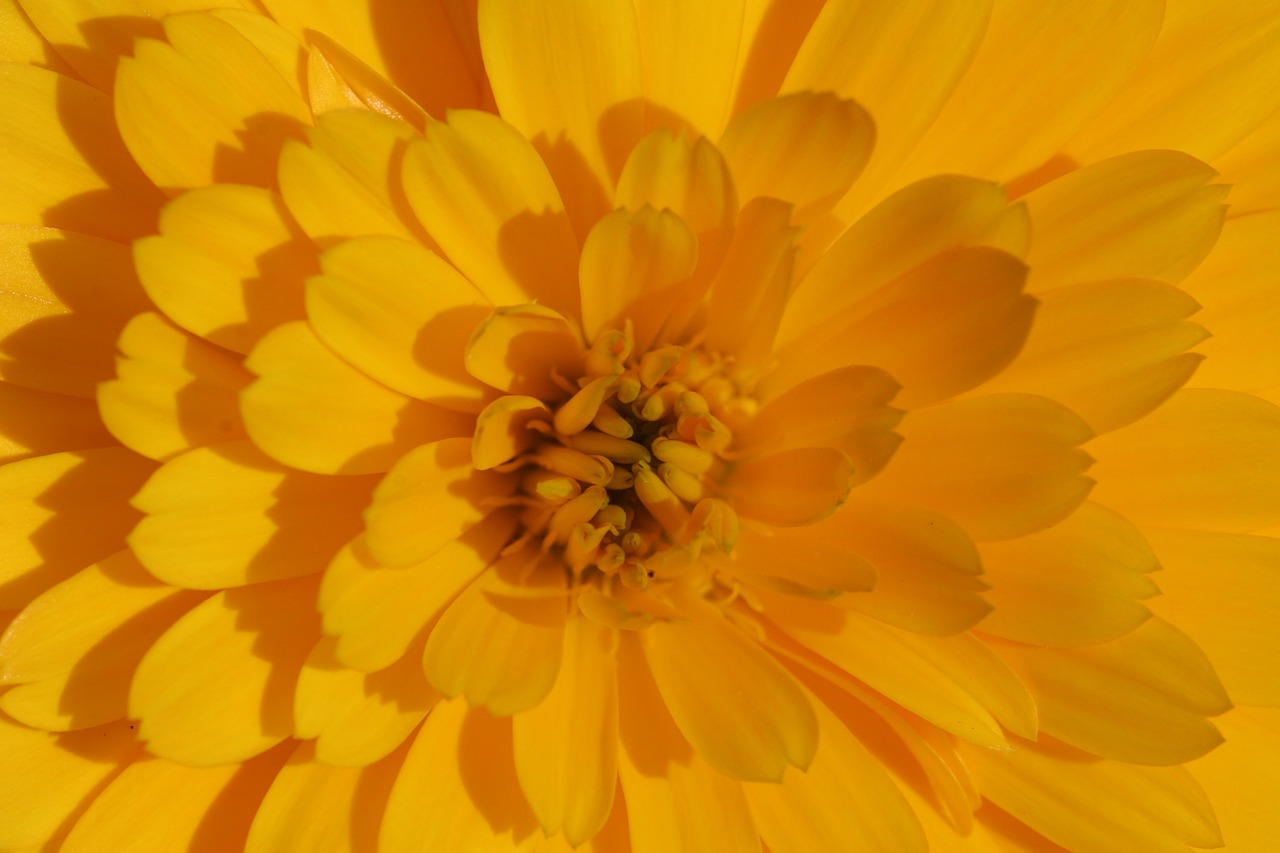 marigold flower yellow free photo