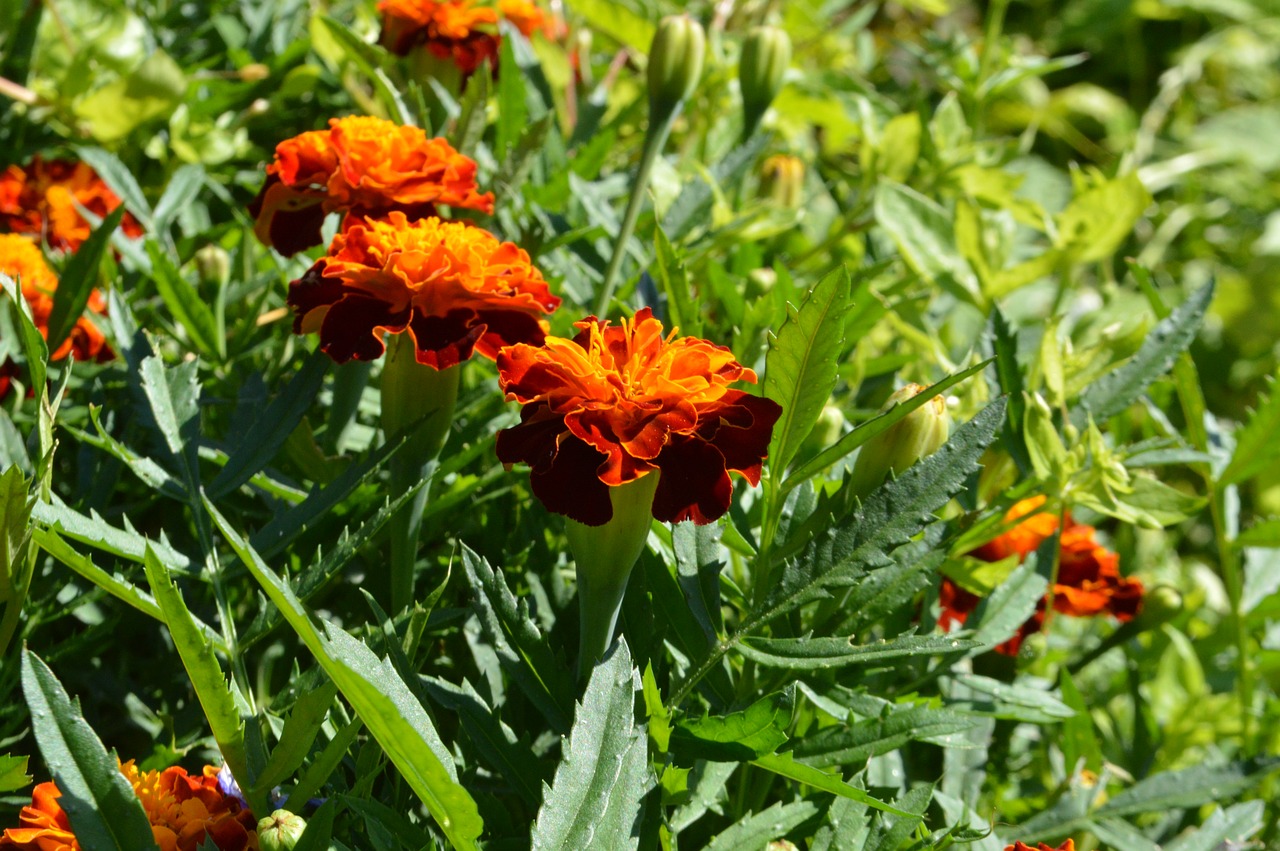 marigold summer flower bed free photo