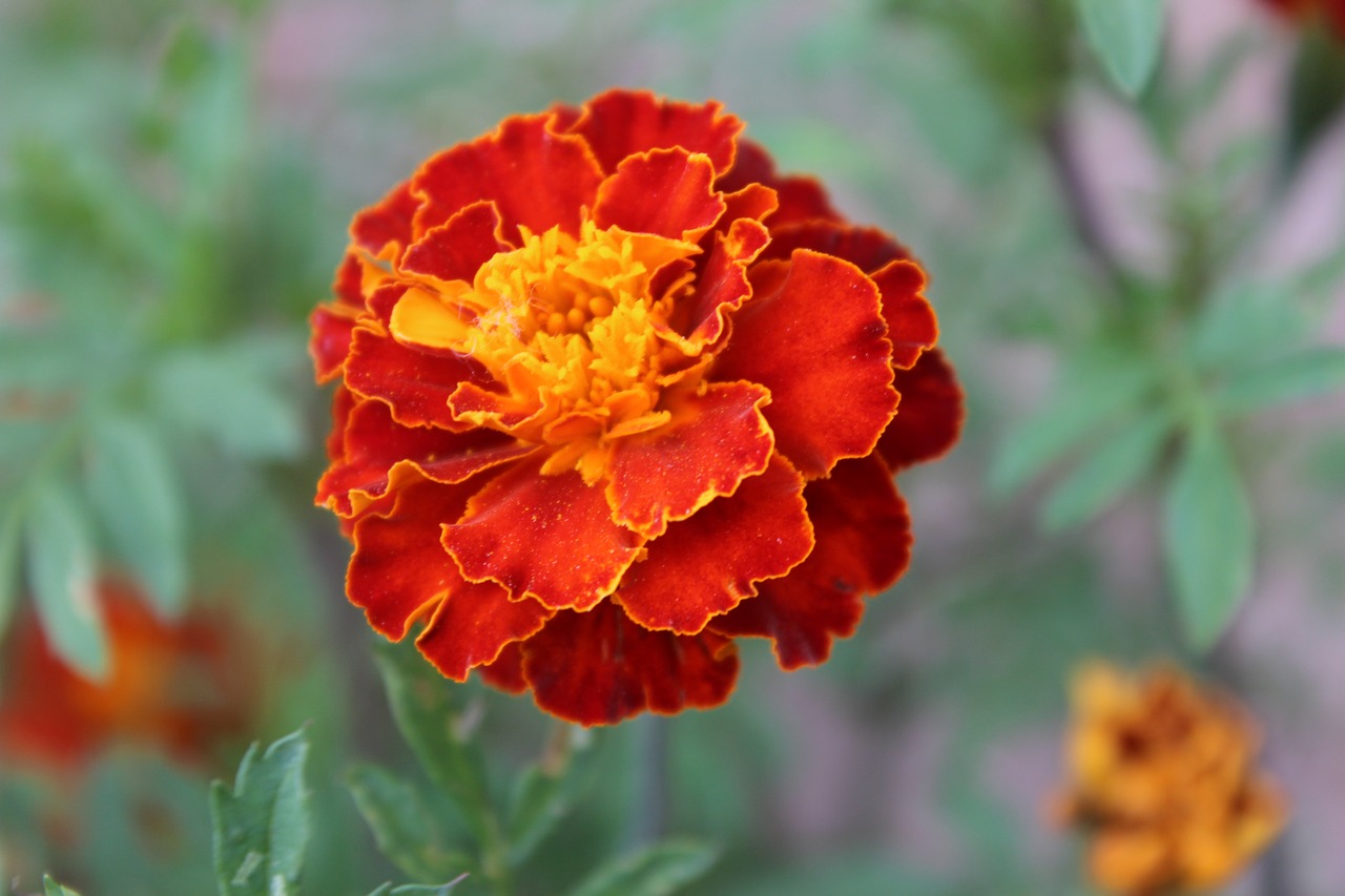 marigold flower closeup free photo