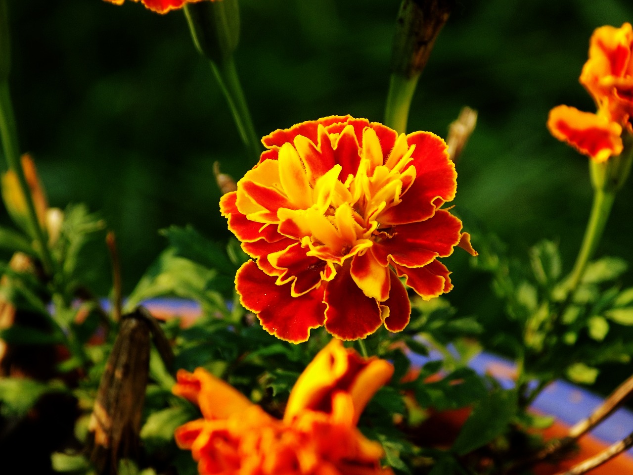 marigold flower bloom free photo