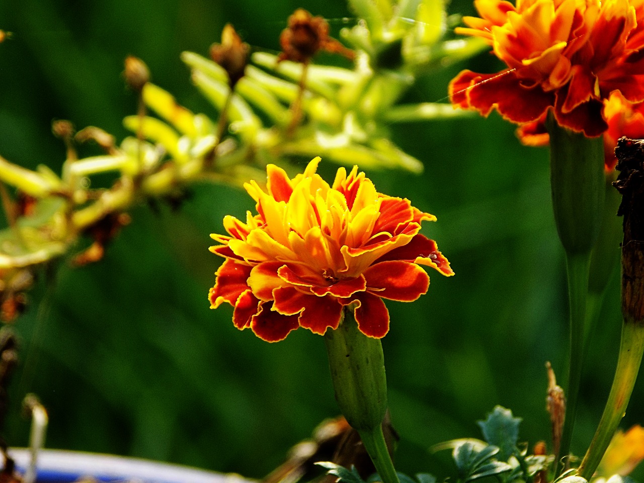 marigold flower bloom free photo