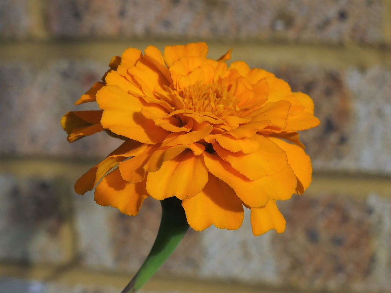 marigold orange flower free photo