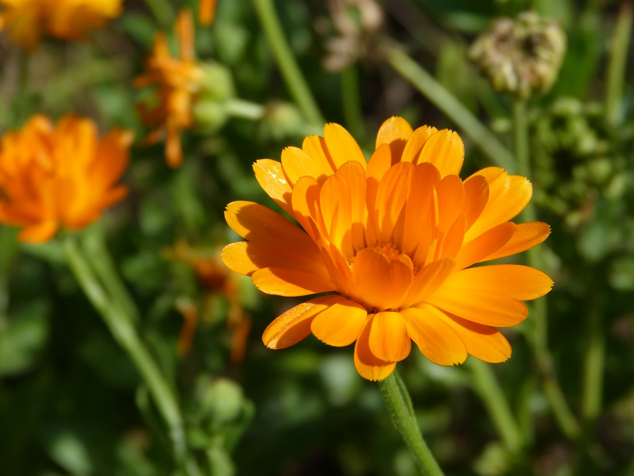 marigold flower herbs free photo