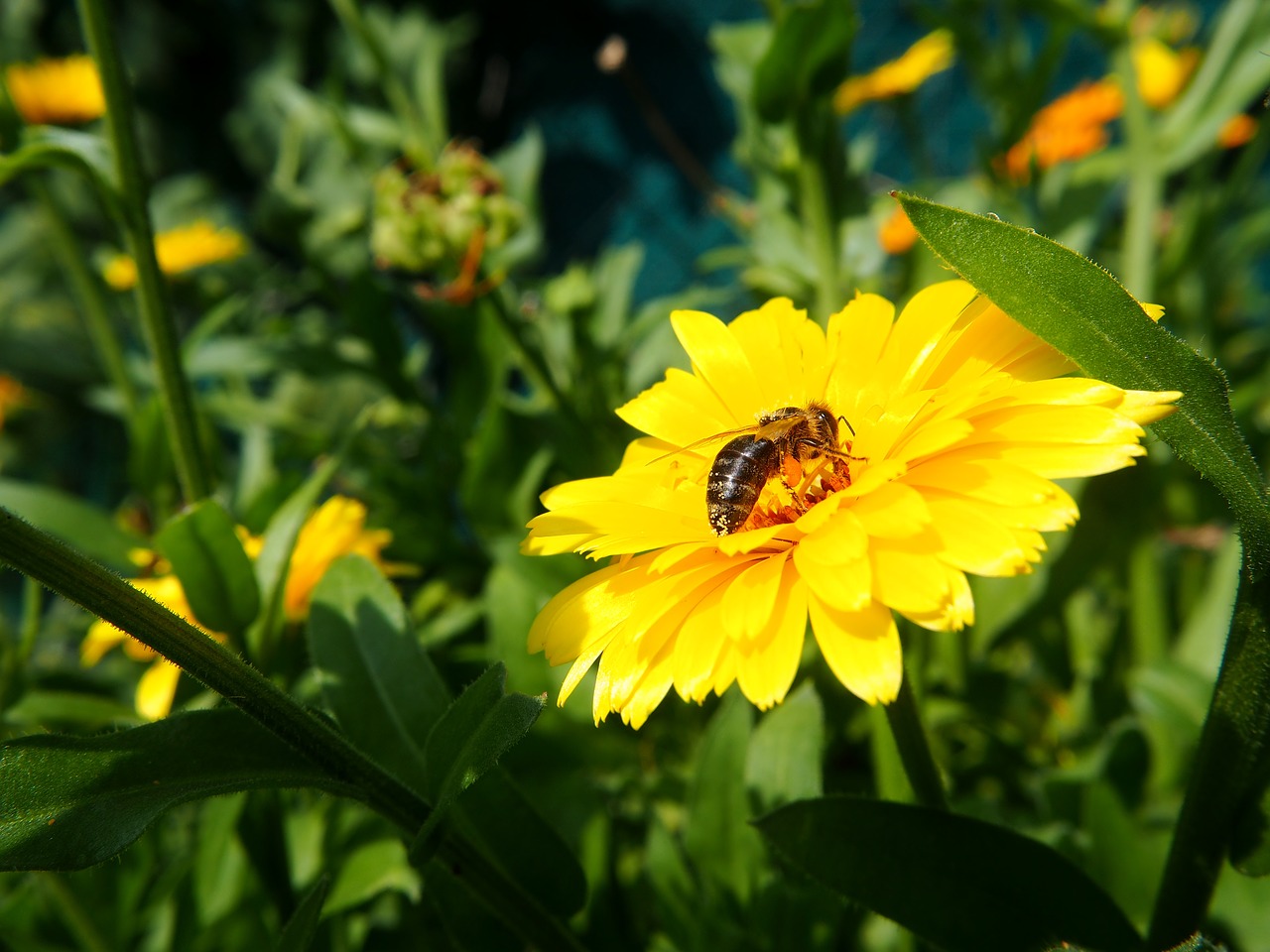 marigold bee pollen free photo
