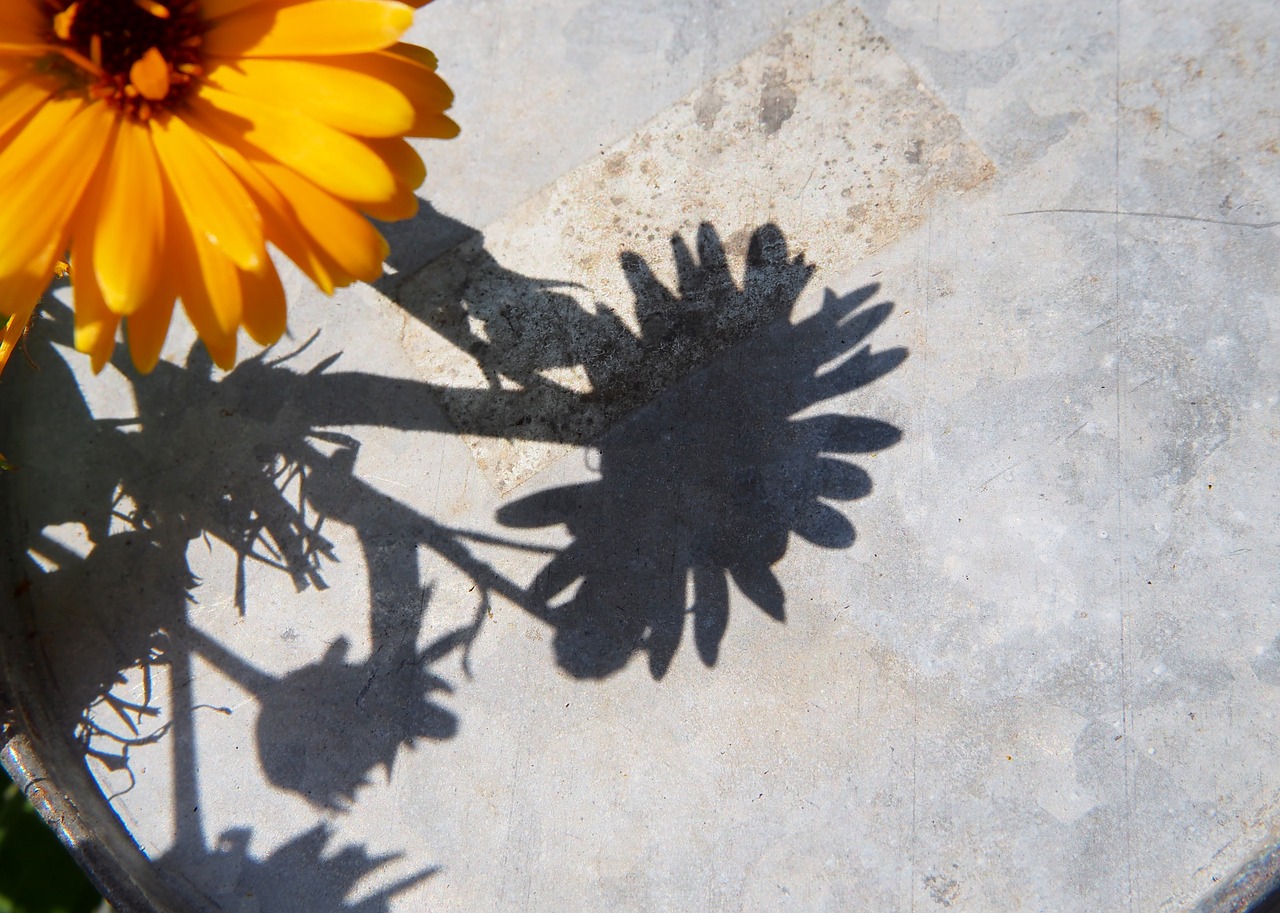 marigold yellow flower flower free photo