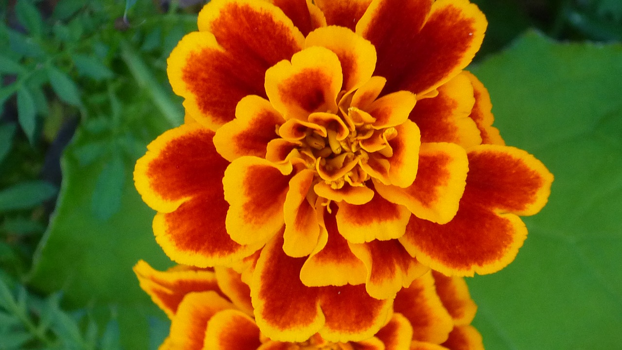 marigold magnificent flowers pattern free photo