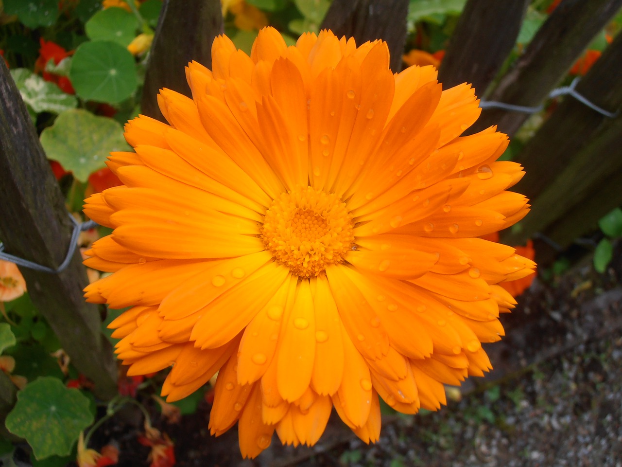 marigold orange blossom free photo