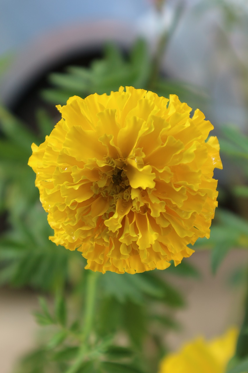 marigold nature yellow free photo