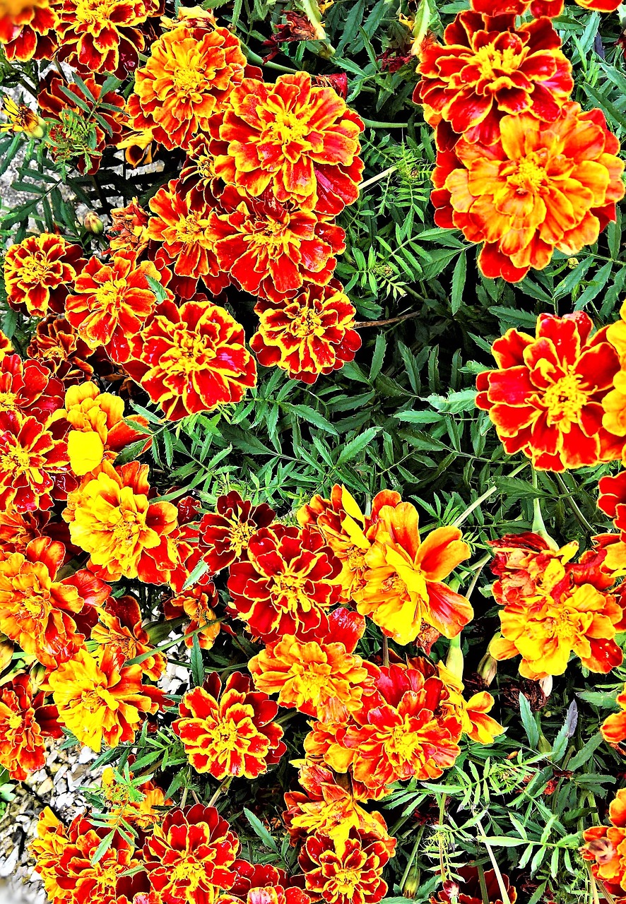 marigold many flowers yellow free photo