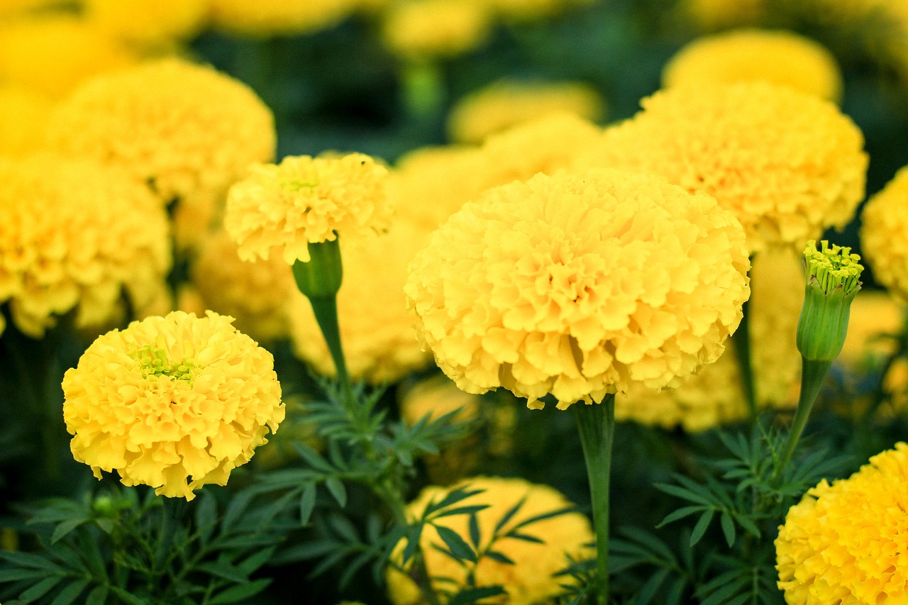 marigold flowers yellow flowers free photo