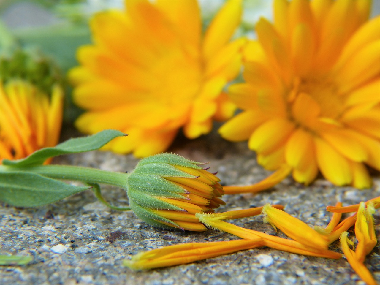 marigold calendula blossom free photo