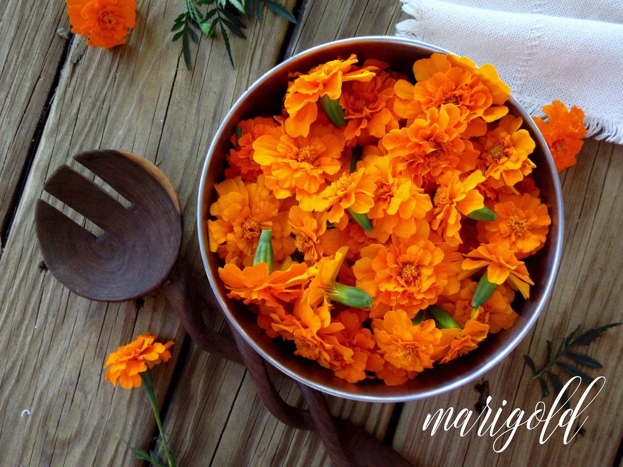 marigold orange flowers free photo