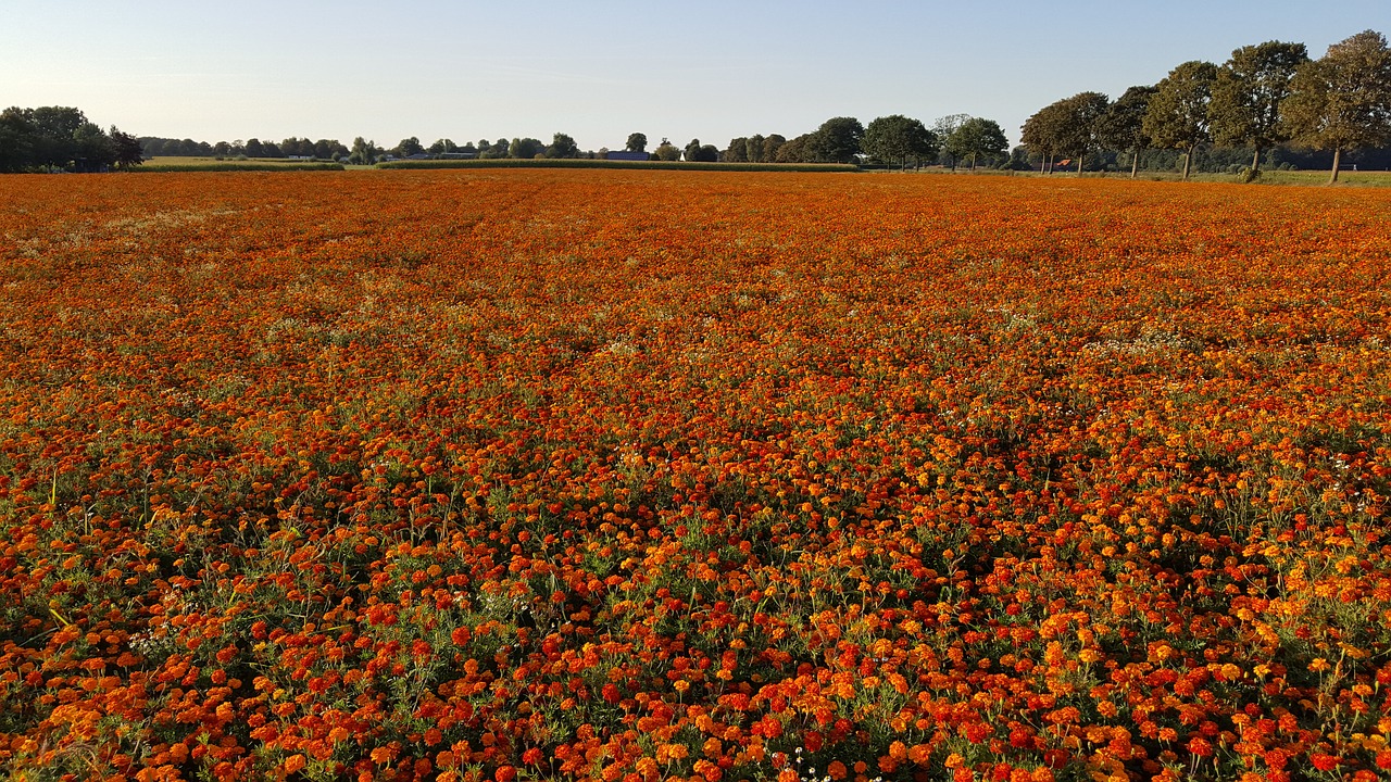 marigold tagetes patula stinker free photo