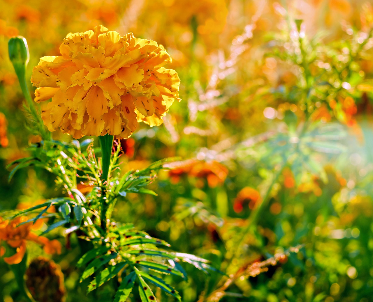 marigold flower asteraceae free photo