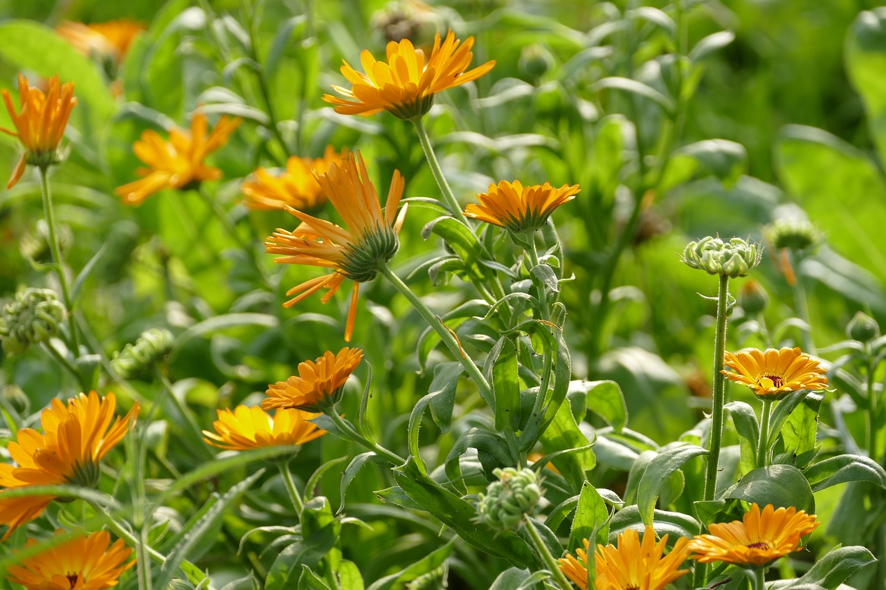 marigold calendula orange free photo