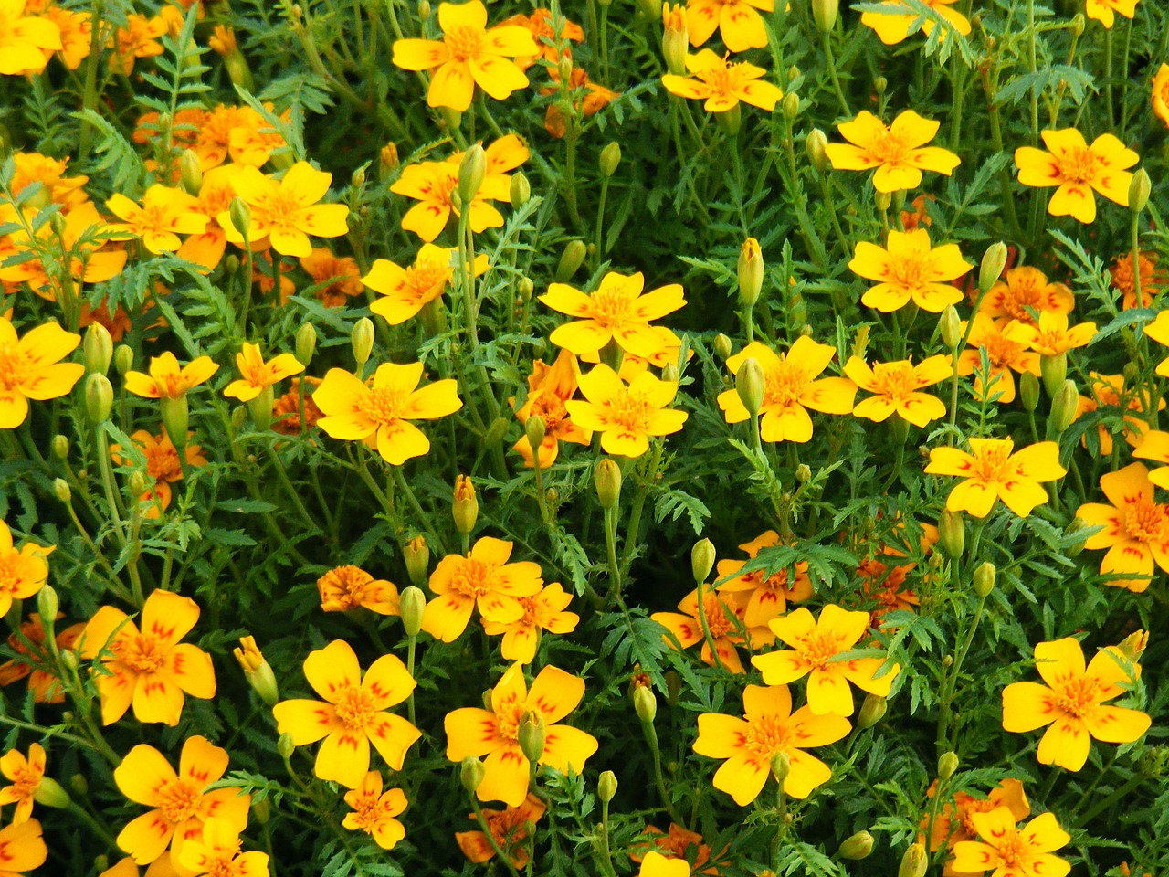 marigold flowers wildflowers free photo