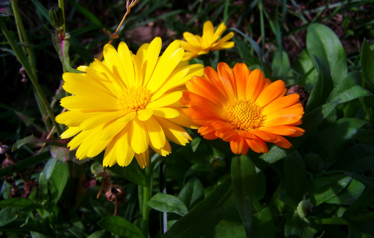 marigold yellow-orange flowers flower garden free photo