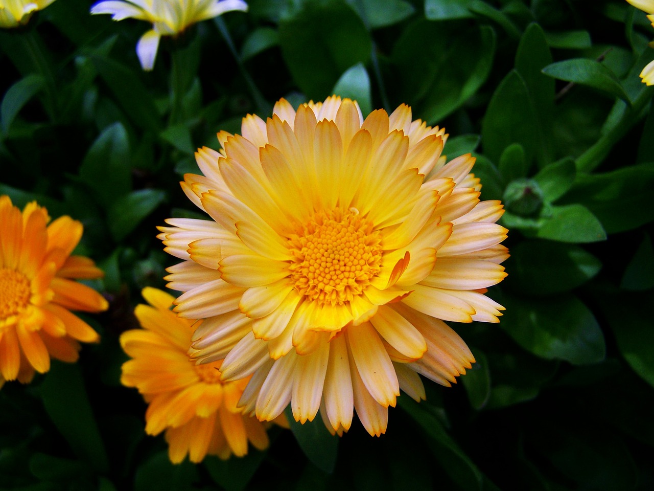 marigold flower garden herb free photo