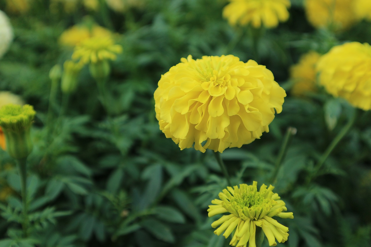 marigold flowers yellow free photo