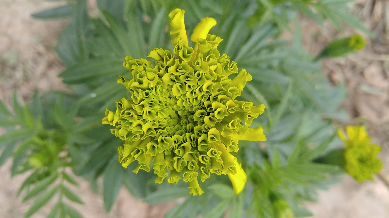 marigold blossoming ornamental free photo