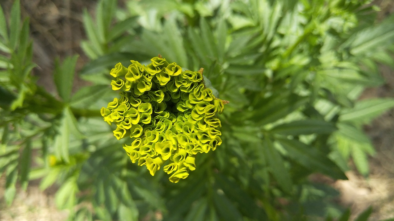 marigold flowers fresh flowers free photo