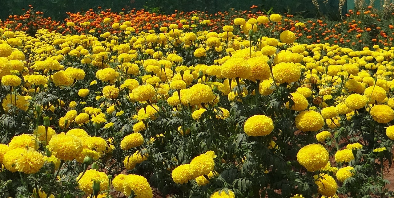 marigold yellow flower free photo