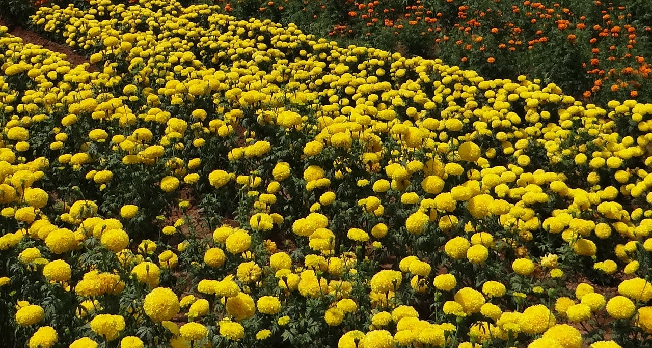 marigold flower yellow free photo