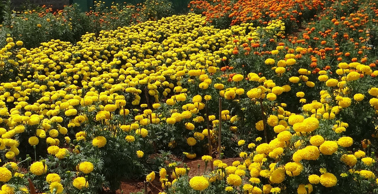 marigold flower yellow free photo