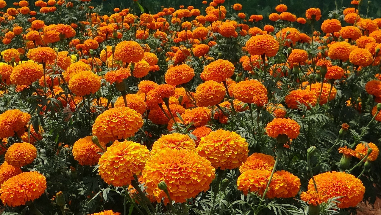 marigold flowers garden free photo